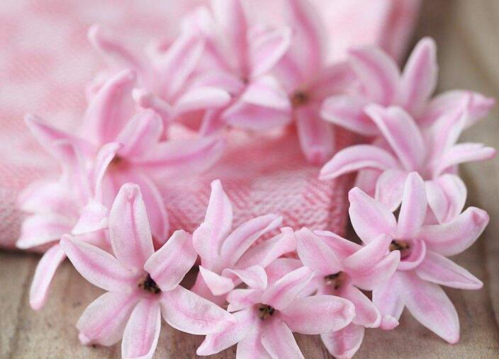 風(fēng)信子一年開幾次花(一年開一次)，介紹一年開兩次花的方法