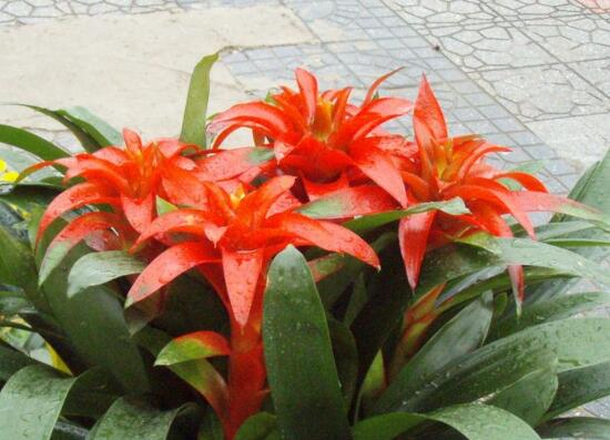 鴻運(yùn)當(dāng)頭什么時(shí)候開花，鴻運(yùn)當(dāng)頭一年開幾次花