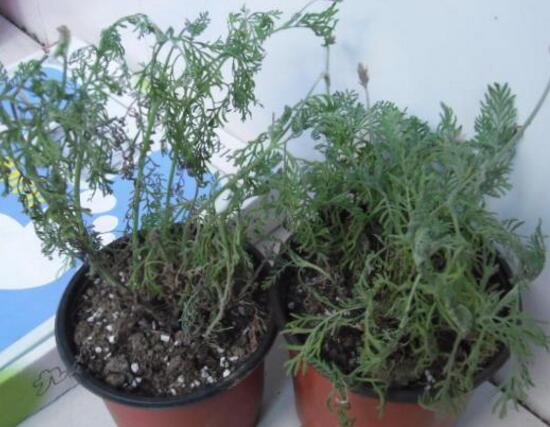 薰衣草葉子干枯怎么辦，教你正確的補救方法