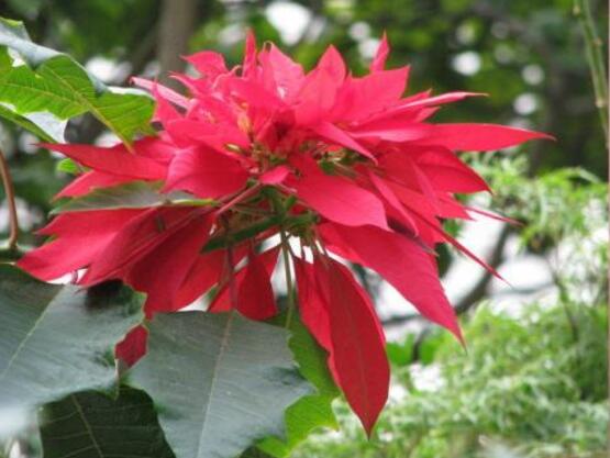 一品紅什么時候開花，一品紅在每年12月至翌年2月開花