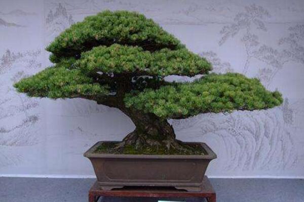 九里香盆景怎么養(yǎng)，確保九里香爆盆的5大要點(diǎn)