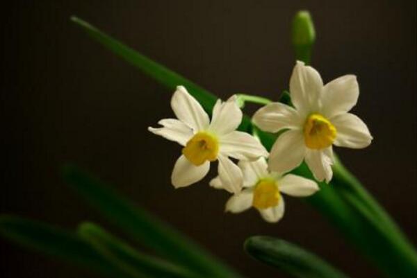 水仙花怎么會養好，養好水仙花只需要5步