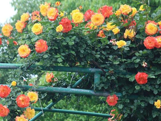 藤本月季和薔薇的區別，刺大的是藤本月季（三種區別方法）