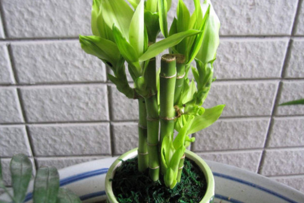 富貴竹可以土養(yǎng)嗎，土培栽植時(shí)間選在4~9月