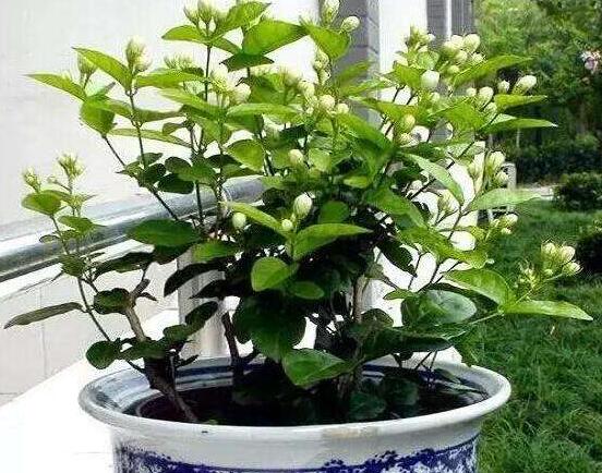 茉莉花種植方法，擇生長(zhǎng)健康當(dāng)年生種子/疏松透氣土壤