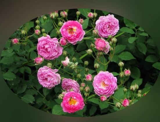 薔薇花的花語和傳說，薔薇花象征著愛情與愛的思念