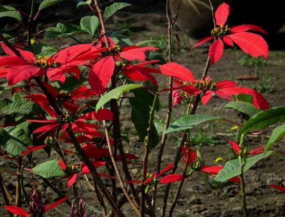 一品紅花語(yǔ)是什么，一品紅花語(yǔ)代表著我的心正在燃燒