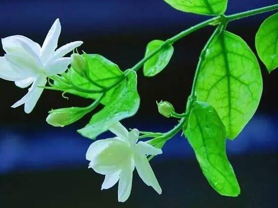 茉莉花的養(yǎng)殖方法和注意事項，老農(nóng)總結最實用八大養(yǎng)殖方法