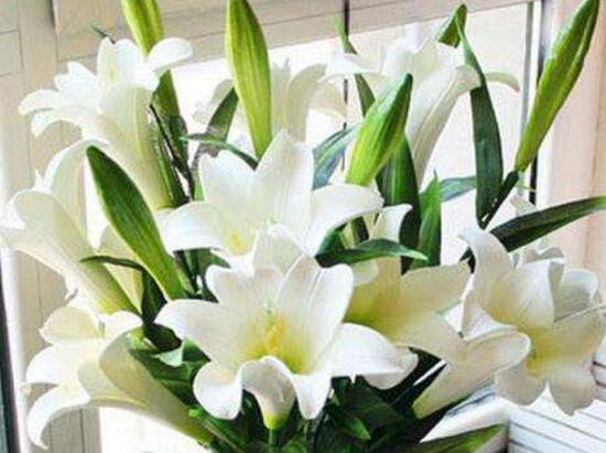 百合花怎么養(yǎng)，百合花的養(yǎng)殖方法和注意事項(xiàng)