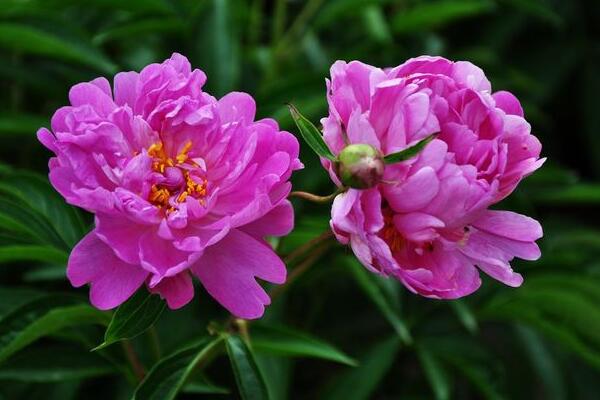 芍藥花怎么養(yǎng)，充足的光照以及合理的肥水