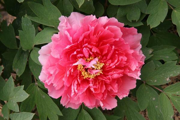 家養(yǎng)牡丹花種植方法，最基本的五大技巧缺一不可