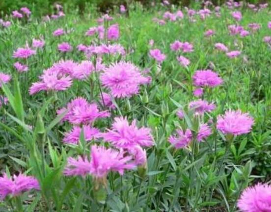 康乃馨一年開(kāi)幾次花，一年只開(kāi)一次花