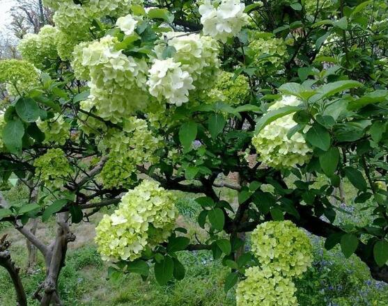 繡球花可以噴水嗎，可以/促進(jìn)枝葉生長(zhǎng)、花開茂盛