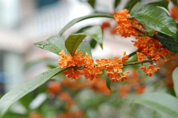 桂花怎么養(yǎng)才長(zhǎng)得好，5步教你養(yǎng)好桂花
