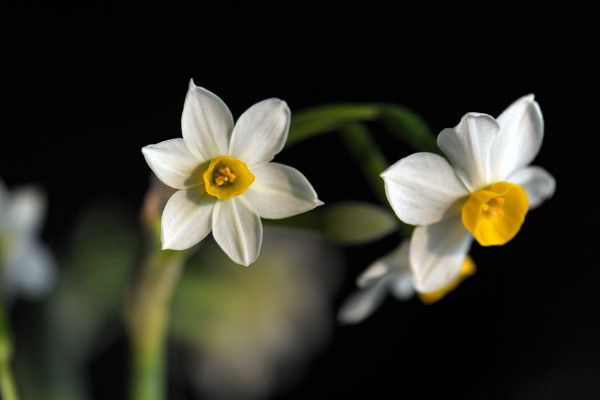 水仙花開(kāi)敗后怎么處理，四個(gè)方法處理水仙花