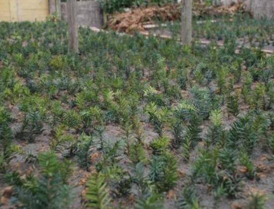 紅豆杉扦插繁殖方法，做好這五大方法便可生根發(fā)芽