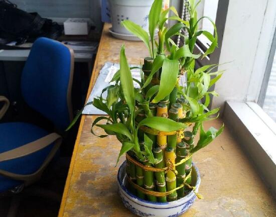 富貴竹開花什么預兆，富貴竹什么時候開花