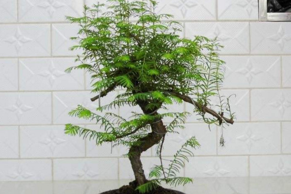 水杉怎么養，保證光照充足并控制好環境溫度