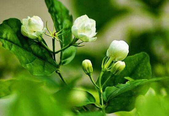 茉莉花的花語，茉莉花花語代表著你是我的