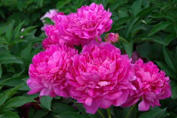 芍藥花常見病害是什么，4種病害以及防治方法