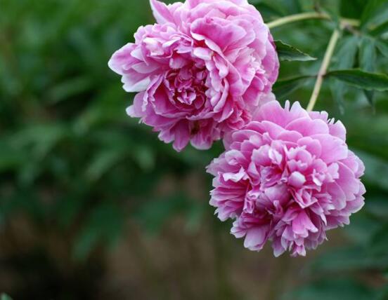 芍藥花什么時候開，每年4-6月就會含苞盛開