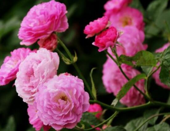 薔薇花有毒嗎，薔薇花可以種植在室內(nèi)嗎