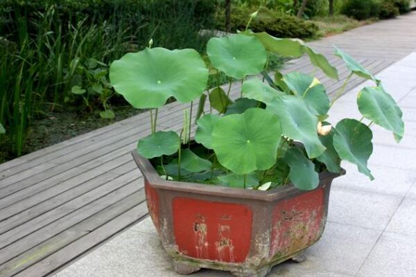 荷花能在室內(nèi)養(yǎng)嗎，可以在室內(nèi)養(yǎng)但要做好以下幾點