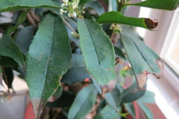 桂花葉子掉光還能活嗎，只要植株沒死就能夠救活