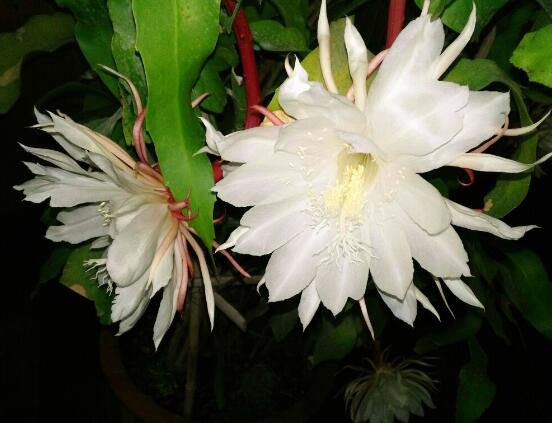 家里養(yǎng)曇花吉利嗎，好運(yùn)來臨、驚喜不斷(吉祥如意)