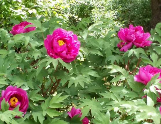 牡丹花什么時候開，牡丹花在每年5月開花(一年開一次)
