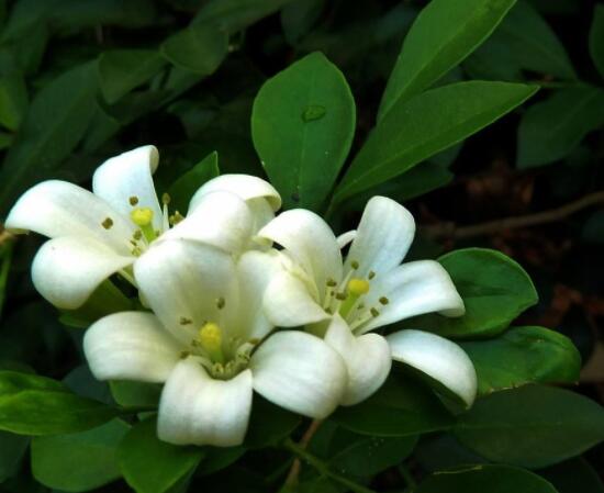 九里香花香的味道對人體有害嗎，有害/導致頭暈、胸悶
