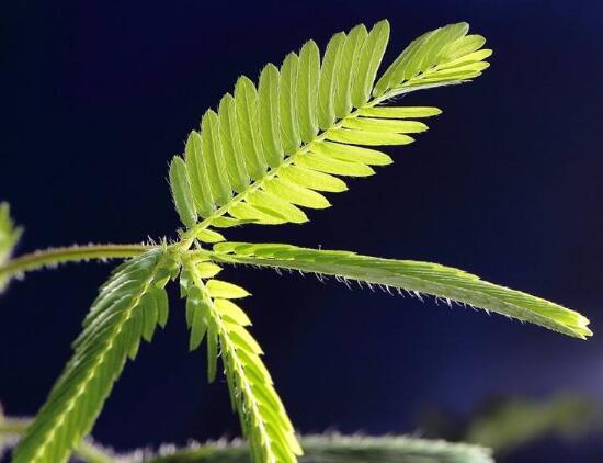 含羞草葉子為什么發(fā)黃，含羞草葉子發(fā)黃怎么辦
