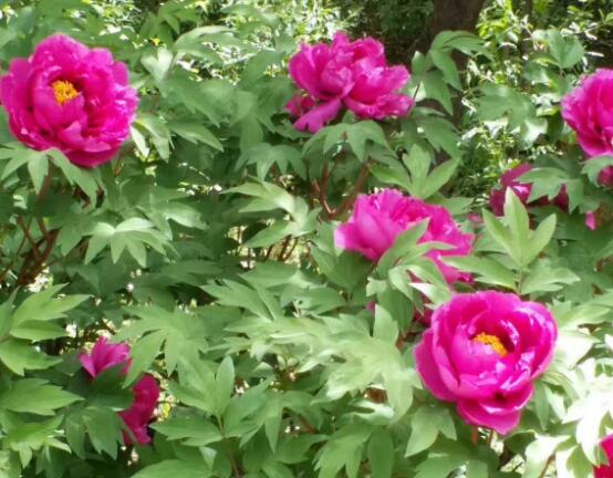 牡丹花什么時候開，牡丹花在每年5月開花(一年開一次)