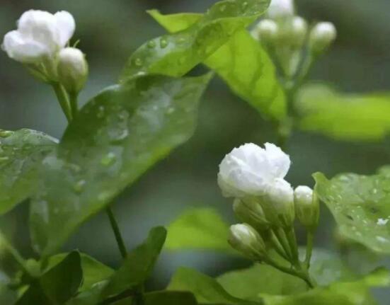 茉莉花什么時(shí)候修剪整枝最好，春秋生長(zhǎng)期、春季前休眠期修剪最好