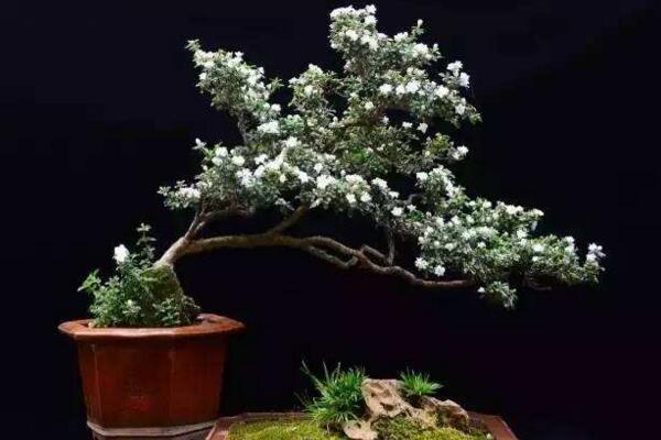 為什么六月雪不開花，以下5種原因都會導(dǎo)致它不開花