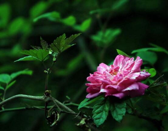 薔薇花怎么牽引爬墻，固定好主枝、延伸修剪后新枝條