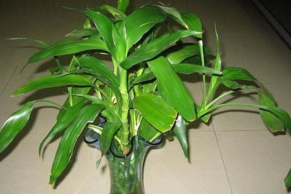 富貴竹葉子下垂怎么辦，遠(yuǎn)離電器輻射和出風(fēng)口