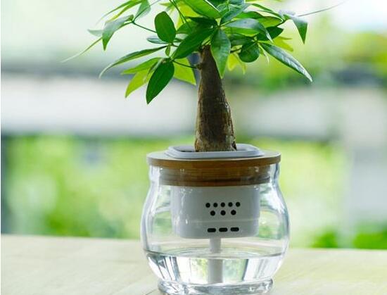 發(fā)財樹能水培嗎，教你快速學會發(fā)財樹水培方法