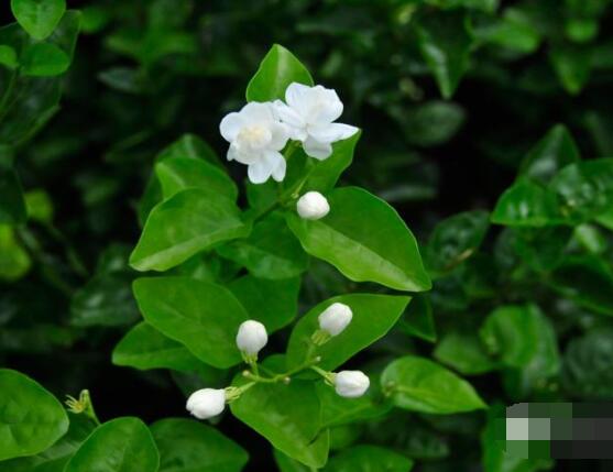 茉莉花的養(yǎng)殖方法和注意事項，老農(nóng)總結最實用八大養(yǎng)殖方法