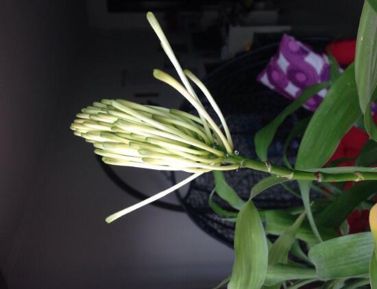 富貴竹會(huì)開(kāi)花嗎，富貴竹開(kāi)花意味著什么