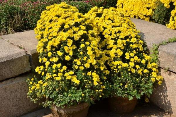盆栽菊花怎樣過冬，修剪過后搬入室內養(yǎng)護