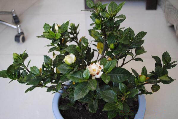 梔子花葉子發黑怎么救，及時修剪葉片并觀察根部情況