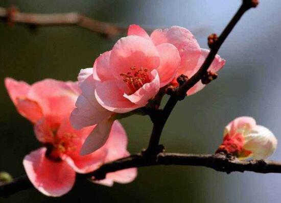 家里為什么不能海棠花，家里養(yǎng)海棠花不吉利