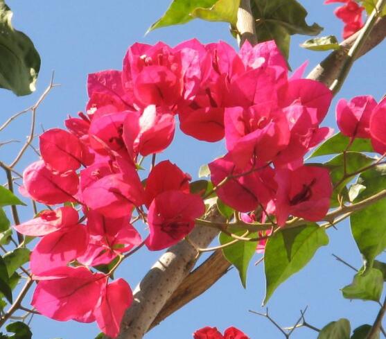 三角梅什么時(shí)候剪枝，一般以春季修剪最佳(生長(zhǎng)期與花謝期)
