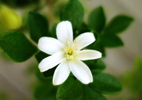九里香什么時候開花，九里香一年開幾次花(七月盛開)