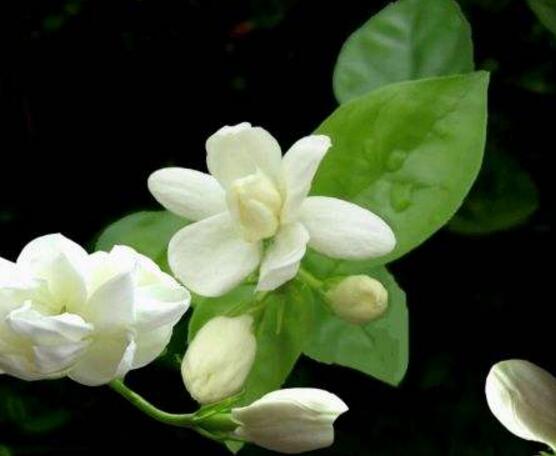 茉莉花施什么肥好，茉莉花施磷鉀肥和有機肥最好