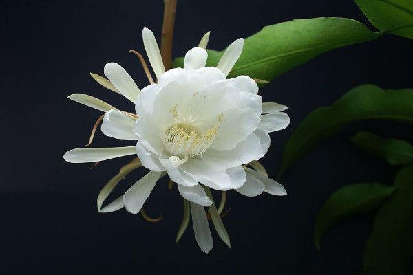 曇花為什么只能一現，生長習性所決定