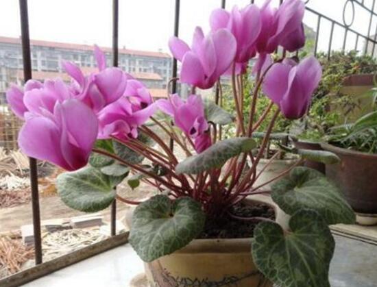 仙客來什么時候開花，仙客來一年開幾次花/冬季開花
