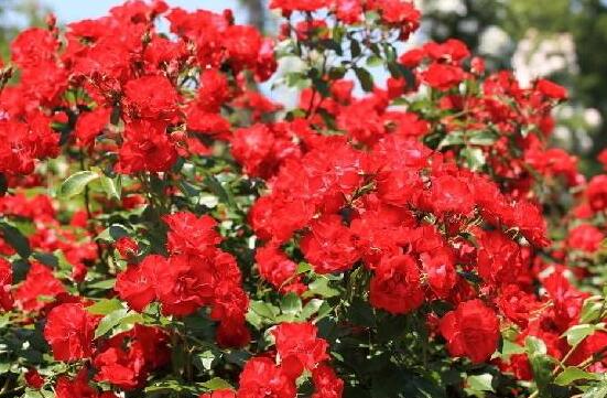 薔薇花的花語大全，細數(shù)薔薇花九大品種花語