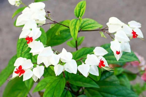 龍吐珠花怎么養，保證充足的光照以及合理肥水
